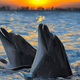Illustration for article titled Will we ever learn to speak dolphin?